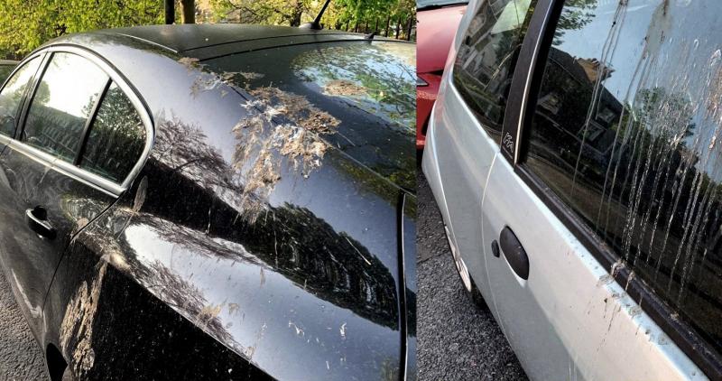  Ford’dan kuş pisliklerine karşı sıra dışı boya koruma yöntemi